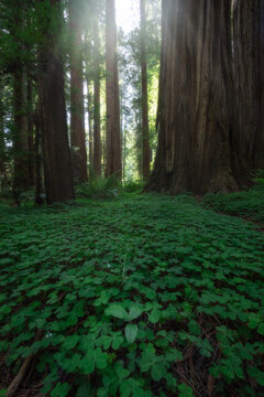 Enchanted forest scenery in the Redwoods, Northern California