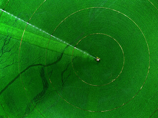 Aerial View from a Drone of a Farm Field of Crops Green Grown with Pivot Sprinklers