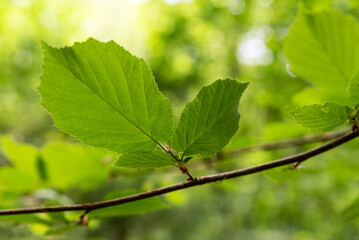 Leaf macro in spring with background blur. Betulaceae