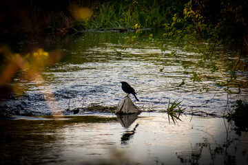 Blackbird silhouette resting on a rock in a stream