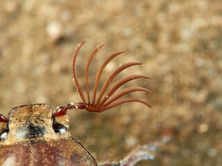Cockchafer Beetle in a natural environment. Melolontha baetica.    