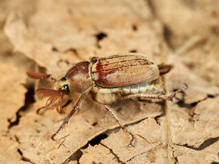Cockchafer Beetle in a natural environment. Melolontha baetica.    