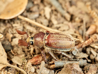 Cockchafer Beetle in a natural environment. Melolontha baetica.    