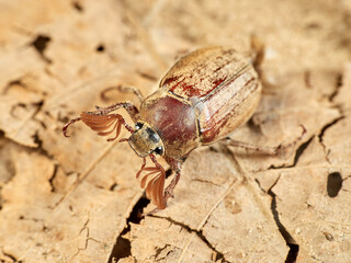Cockchafer Beetle in a natural environment. Melolontha baetica.    