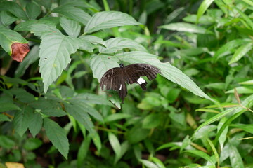 Butterfly focus(Common Mormon) in the Rot Fai park, Thailand. beautiful nature, Travel and relaxation, fresh air and make you feel refreshed. photo.
