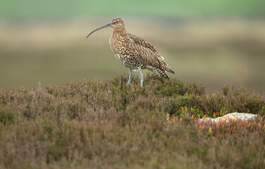 Curlew in Springtime, stood in rough heather covered moorland  on the North Yorkshire Moors, UK. Facing left.  Scientific name: Numenius Arquata.  Curlew are a declining, red listed bird. Copy space.