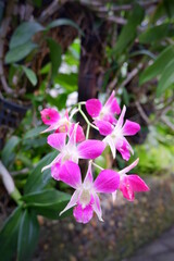 Flower focus , orchid