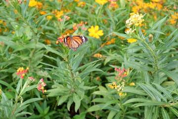 Butterfly focus(The Common Tiger) in the Rot Fai park, Thailand. beautiful nature, Travel and relaxation, fresh air and make you feel refreshed. photo.