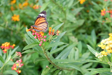 Butterfly focus(The Common Tiger) in the Rot Fai park, Thailand. beautiful nature, Travel and relaxation, fresh air and make you feel refreshed. photo.