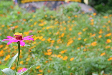 Flower focus , plants, pink zinnia in the Rot Fai park, Thailand. beautiful nature, Travel and relaxation, fresh air and make you feel refreshed. photo.