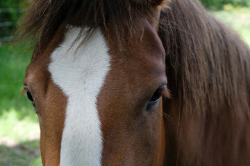 Tête de cheval vu de face en gros plan