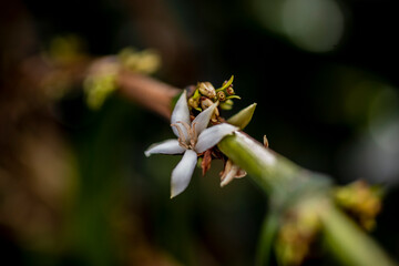 coffee flower