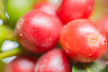red coffee berries