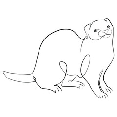 Ferret one line drawing on white isolated background 