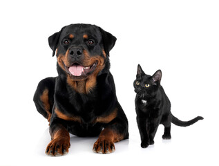 Fototapeta premium stray cat and rottweiler in studio