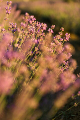 Close up of purple lavander in a lavander field
