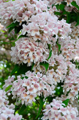 Rosa Perlmuttstrauch