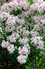 Rosa Perlmuttstrauch