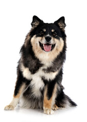 Finnish Lapphund in studio