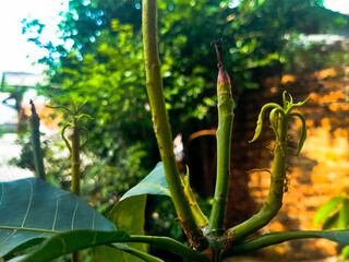 Branch of the mango tree and red ants 