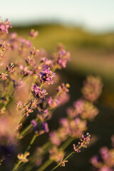 Close up of purple lavander in a lavander field