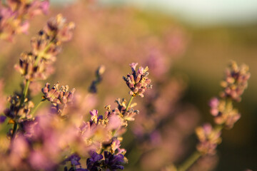 Close up of purple lavander in a lavander field