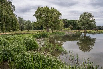 Fototapeta na wymiar Reeds and grasses in Surrey