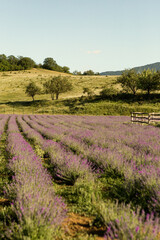 Fototapeta na wymiar Blooming purple lavender fields. Green hill view 