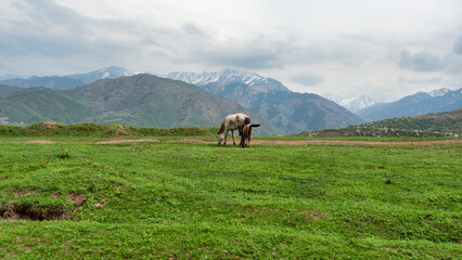 Fototapeta na wymiar horses in the mountains