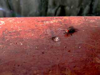 Dragonfly is occurring on the wooden table 