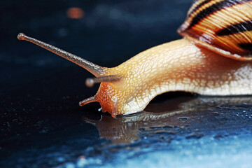 little snail with a striped shell in the studio