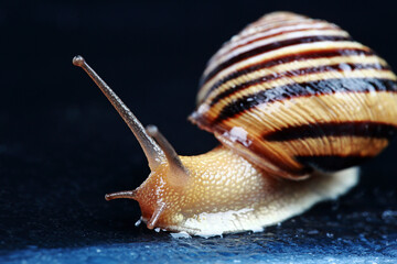 little snail with a striped shell in the studio