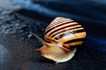 little snail with a striped shell in the studio