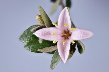 Isolated stem of Correa 'Coastal Pink' (Correa alba hybrid) with flower and buds. 