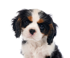 puppy cavalier king charles