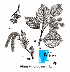 Alder. Vector leaves, flowers and fruits of the alder. Detailed botanical illustration for your design. Vector images of medicinal plants. Healthy lifestyle.