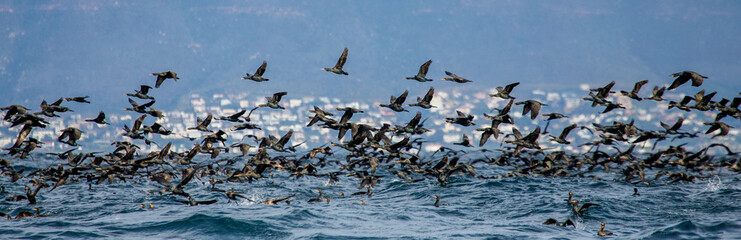 Big flock of cormorants are flying against the backdrop of the sea and waves. False Bay. South Africa.