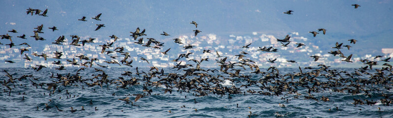Big flock of cormorants are flying against the backdrop of the sea and waves. False Bay. South Africa.