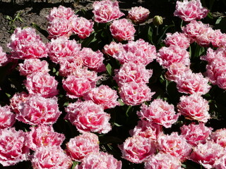 The freely accessible Poldertuin (Polder Garden) in Anna Paulowna, North Holland, Netherlands, attracts thousands of visitors every spring; here  fringed and filled pink tulips