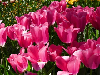 The freely accessible Poldertuin (Polder Garden) in Anna Paulowna, North Holland, Netherlands, attracts thousands of visitors every spring; here in the picture a cluster of bright pink tulips