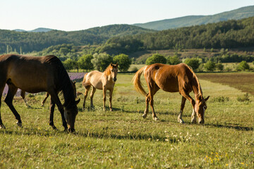 Fototapeta na wymiar Wild horses rides on a mountain plateau 