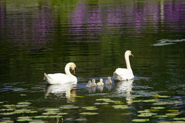 Mute swan (Cygnus olor) Anatidae family, with cute fluffy babies. Location: Cemetery Stoecken, Hanover - Germany.