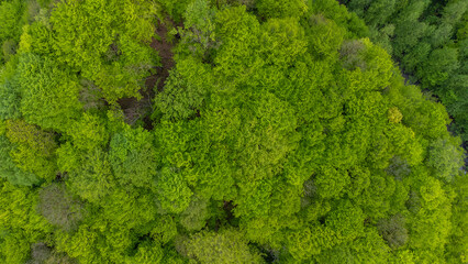 Obraz premium Shooting from a quadcopter. Top view, flat landscape. Forest, park, tree, hills, village, city, road