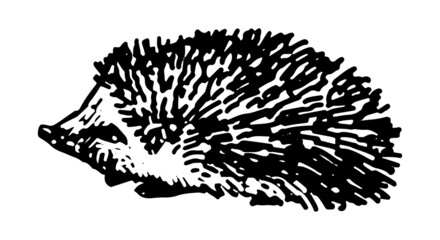 Hedgehog clip art. Single doodle of wild animal isolated on white. Hand drawn vector illustration in engraving style.