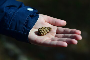 A small pine cone lies in the palm of your hand against the backdrop of a forest on a bright sunny day. Theme of ecology and nature protection.