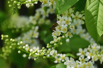 Fototapeta premium The worker bee collects the first spring honey