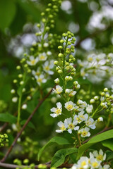 Cherry blossoms in spring