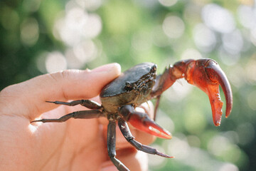 thai small crabs