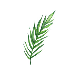 Watercolor tropical leaves. Tropics. Realistic tropical leaves. Isolated on white background.