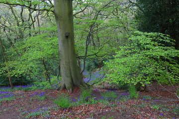 Spring woodland image of a Beech Tree with Bluebells and Ferns on the floor. County Durham, England, UK.
